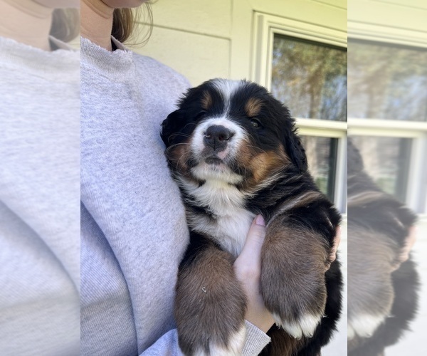 Medium Photo #15 Bernese Mountain Dog Puppy For Sale in FAIRMONT, MN, USA