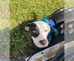 Small Photo #3 Mutt Puppy For Sale in Miami, FL, USA