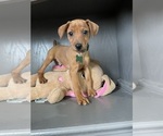 Small Photo #1 Miniature Pinscher Puppy For Sale in LANCASTER, MO, USA