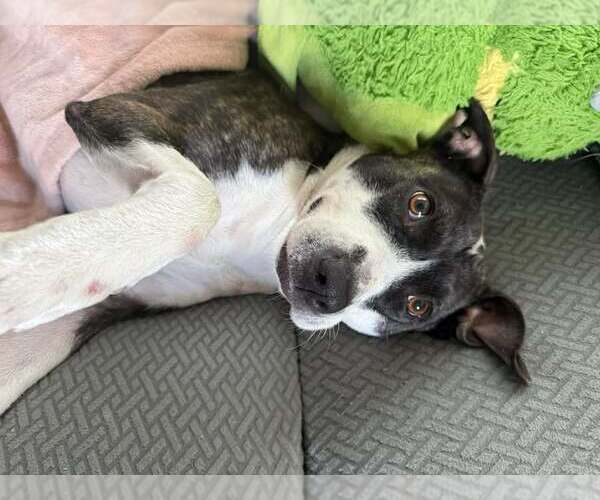 Medium Photo #5 American Pit Bull Terrier-Unknown Mix Puppy For Sale in Holly Springs, NC, USA