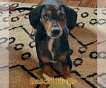 Small #2 Dachshund