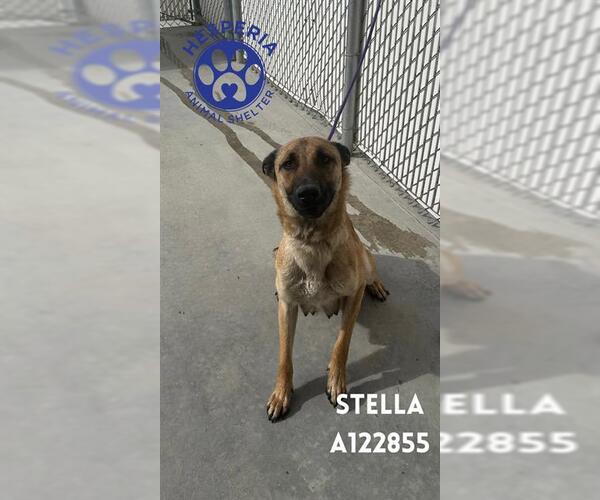 Medium Photo #1 Mutt Puppy For Sale in HESPERIA, CA, USA