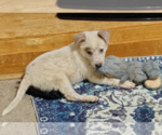 Small #6 Australian Cattle Dog