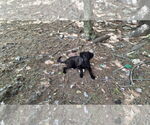 Small Photo #16 Collie-Labrador Retriever Mix Puppy For Sale in Sebec, ME, USA