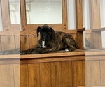 Small Photo #14 Boxer Puppy For Sale in NEW ULM, MN, USA