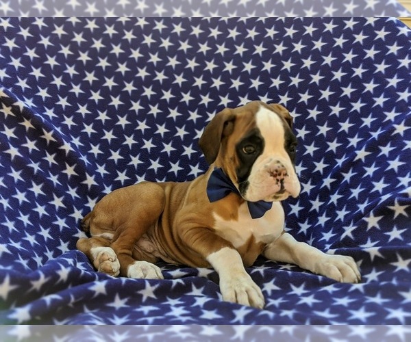 Medium Photo #4 Boxer Puppy For Sale in STEVENS, PA, USA