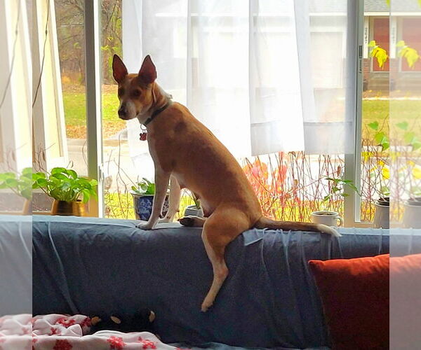 Medium Photo #5 Basenji-Unknown Mix Puppy For Sale in Minneapolis, MN, USA