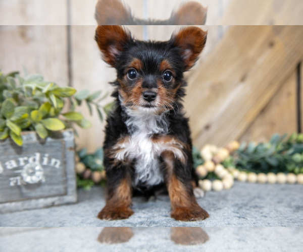 Medium Photo #3 Yorkshire Terrier Puppy For Sale in GREENWICH, OH, USA