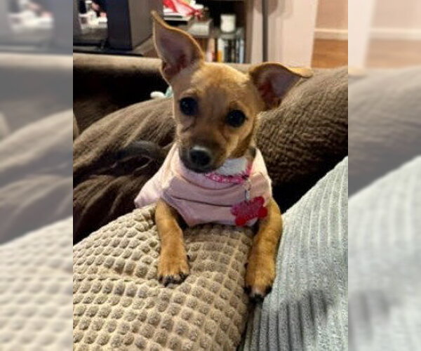 Medium Photo #3 Chiweenie Puppy For Sale in San Diego, CA, USA