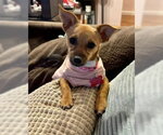 Small #2 Chiweenie
