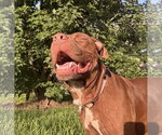 Small American Pit Bull Terrier Mix