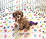 Small #11 Cock-A-Poo-Poodle (Miniature) Mix