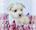 Small #8 Maltese