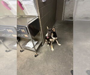 German Shepherd Dog Dogs for adoption in Downey, CA, USA