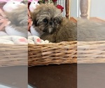Small Photo #9 Shih Tzu Puppy For Sale in BRIDGETON, NJ, USA