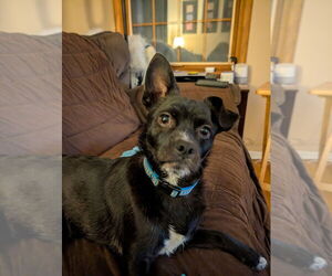 Mutt Dogs for adoption in Springdale, PA, USA