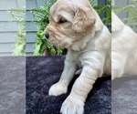 Puppy Carmel Golden Retriever