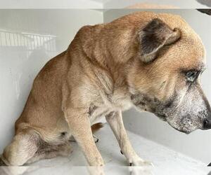 Labrador Retriever-Unknown Mix Dogs for adoption in Houston, TX, USA