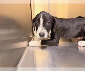 Wirehaired lab Dogs for adoption in Orange, CA, USA