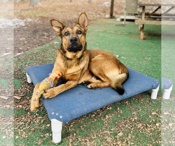 Medium Photo #3 Mutt Puppy For Sale in Clarkesville, GA, USA