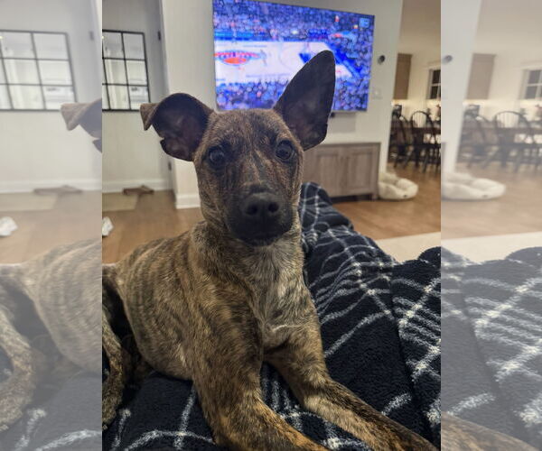 Medium Photo #1 Chihuahua-Feist Terrier Mix Puppy For Sale in Westwood, NJ, USA