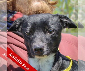 Chiweenie Dogs for adoption in Huntley, IL, USA