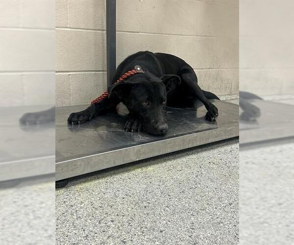 Medium Photo #1 Labrador Retriever-Unknown Mix Puppy For Sale in Conroe, TX, USA