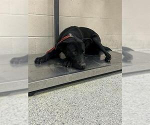 Labrador Retriever-Unknown Mix Dogs for adoption in Conroe, TX, USA