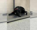 Small Labrador Retriever Mix