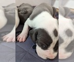 Small Photo #2 Great Dane Puppy For Sale in CLEARFIELD, UT, USA