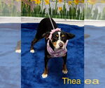 Small Rat Terrier