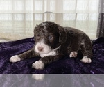 Small Photo #2 Miniature Australian Shepherd-Miniature Bernedoodle Mix Puppy For Sale in BLUE SPRINGS, MO, USA