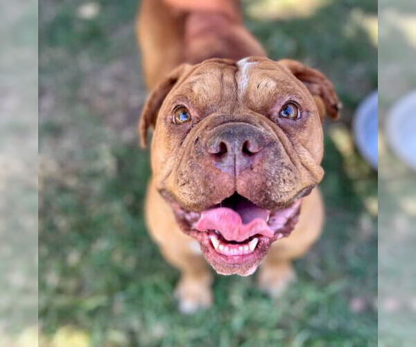 Medium Photo #2 Bull-Boxer Puppy For Sale in Riverside, CA, USA