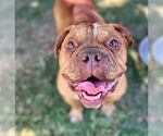 Small Photo #2 Bull-Boxer Puppy For Sale in Riverside, CA, USA