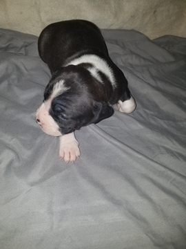 Medium Photo #6 American Pit Bull Terrier Puppy For Sale in GRIFFIN, GA, USA