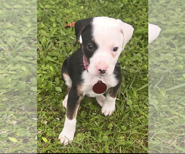 Medium Photo #2 Mutt Puppy For Sale in Royal Palm Beach, FL, USA