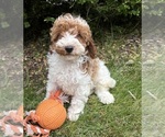 Image preview for Ad Listing. Nickname: Alex