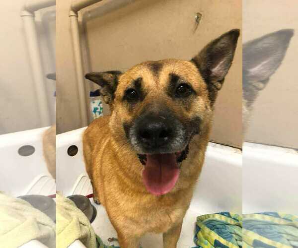 Medium Photo #4 Mutt Puppy For Sale in Escondido, CA, USA