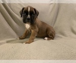 Small Photo #3 Boxer Puppy For Sale in DEMOREST, GA, USA