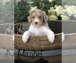 Small Photo #6 Aussiedoodle Puppy For Sale in SPOKANE VALLEY, WA, USA