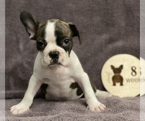 Faux Frenchbo Bulldog Puppy for sale in RIDGEVILLE, SC, USA