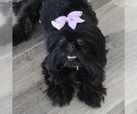 Small Photo #1 Shih Tzu Puppy For Sale in VICTORVILLE, CA, USA