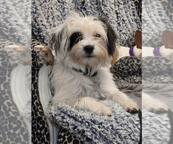Medium Photo #1 Maltipoo Puppy For Sale in Boston, MA, USA