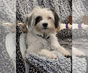 Maltipoo Dogs for adoption in Boston, MA, USA