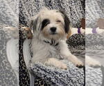 Small Maltipoo