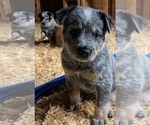Small #1 Australian Cattle Dog