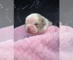 Puppy Harry Boston Terrier