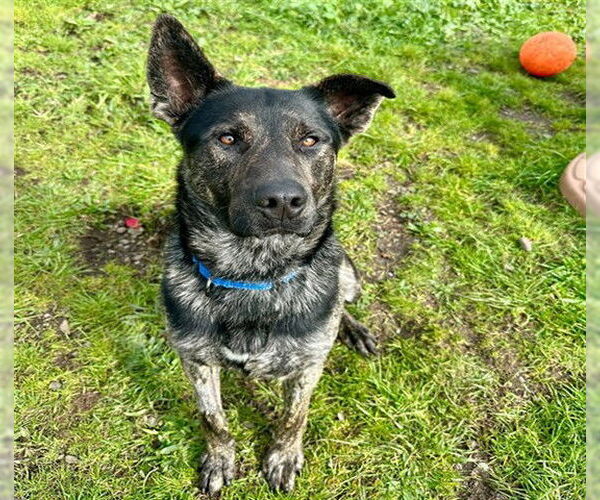 Medium Photo #2 German Shepherd Dog-Unknown Mix Puppy For Sale in McKinleyville, CA, USA