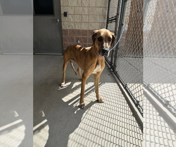 Medium Photo #3 Great Dane Puppy For Sale in Bullard, TX, USA