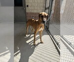 Small #2 Great Dane